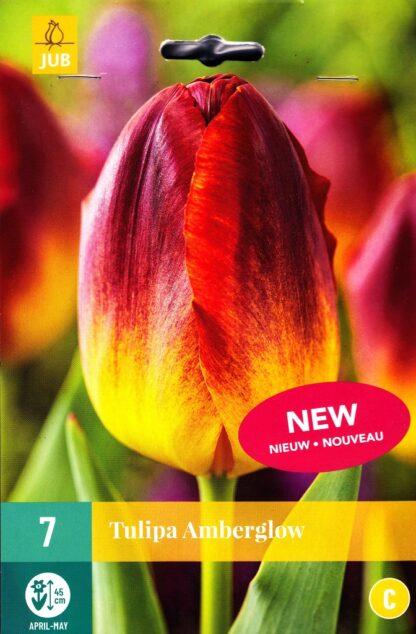 Tulipán Amberglow (7 cibulí, žluto-červený, karta)