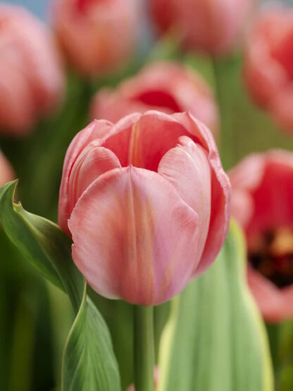 Tulipán Design Impression (10 cibulí, oranžovo-růžový)