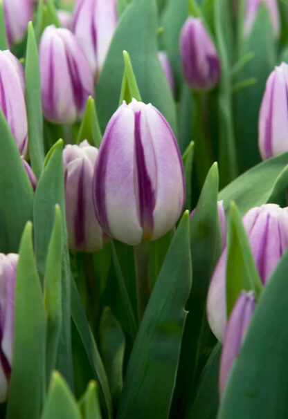 Tulipán Flaming Flag (10 cibulí, fialovo-bílý)