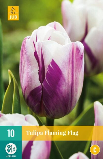 Tulipán Flaming Flag (10 cibulí, fialovo-bílý, karta)