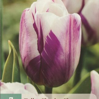 Tulipán Flaming Flag (7 cibulí, fialovo-bílý, karta)