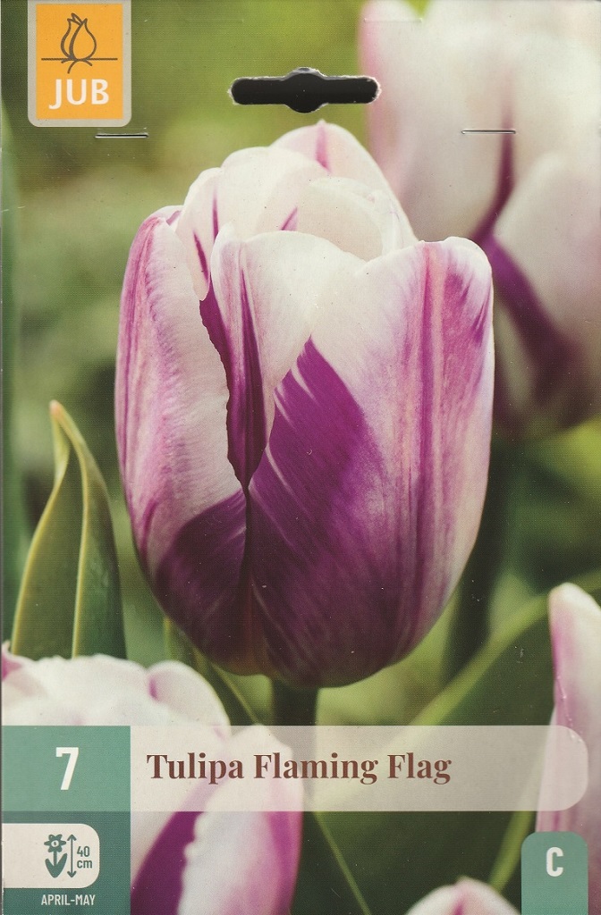 Tulipán Flaming Flag (7 cibulí, fialovo-bílý, karta) Tulipán Flaming Flag (7 cibulí, fialovo-bílý, karta)