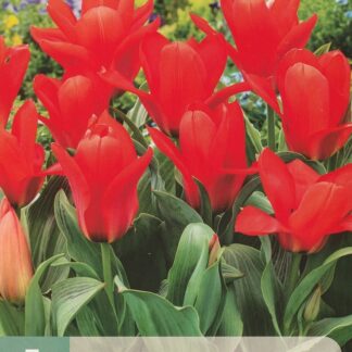 Tulipán Greigův Oriental Beauty (7 cibulí, červený, karta)