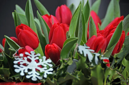 Tulipán Kingsblood (10 cibulí, pozdní, krvavě červený)