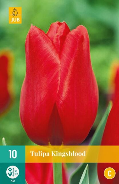 Tulipán Kingsblood (10 cibulí, pozdní, krvavě červený, karta)