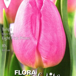 Tulipán Light Pink Prince (10 cibulí, světle růžový, karta)