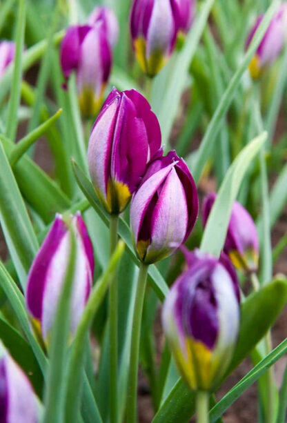 Tulipán botanický Persian Pearl (10 cibulí, fialovorůžový)