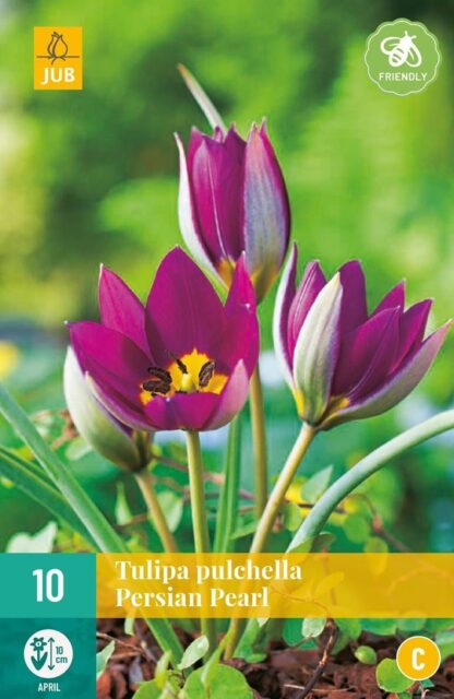 Tulipán botanický Persian Pearl (10 cibulí, fialovorůžový, karta)