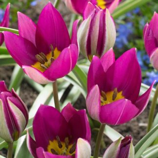 Tulipán botanický Persian Pearl (nízký, fialovorůžový)