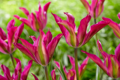 Tulipán zelenokvětý Purple Dance (7 cibulí, fialový)