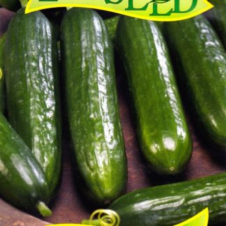 Okurka salátová Marulka F1 - skleníková, krátká (Zelseed)