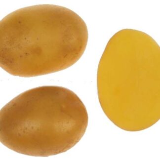 Sadbové brambory Marianka - rané, varný typ B/A, 5 kg (BIOM)