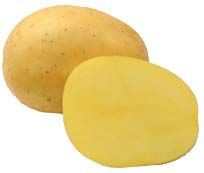 Sadbové brambory Belana - rané, odolné plísni, varný typ A, 5 kg (BIOM)
