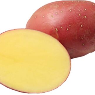 Sadbové brambory Red Sonia - velmi rané, červené, varný typ B, 5 kg (BIOM)