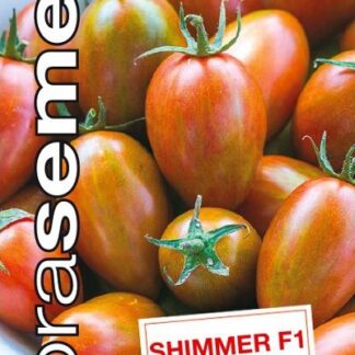 Rajče tyčkové Shimmer F1 - žíhané, oválné, odolné praskání (Dobrasemena)