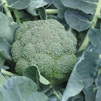 Brokolice Belstar F1 - poloraná (Bejo)