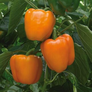 Paprika zeleninová Delirio F1 - sladká, kvadratická, zelená-oranžová (Bejo)