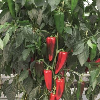 Paprika zeleninová Elzem F1 - sladká, kápie, zelená-tmavěčervená (Bejo)