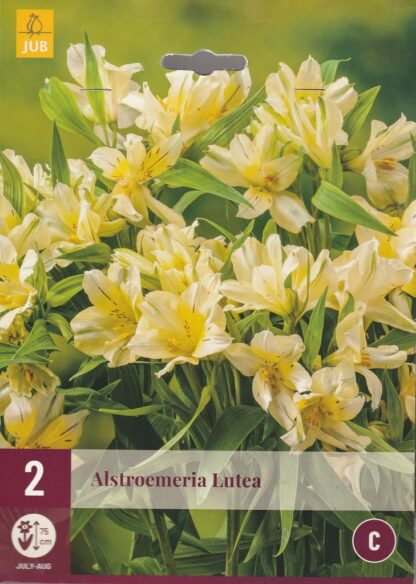 Alstroemeria aurea (alstromérie, boubelka) Lutea (2 hlízy, žlutá, karta)