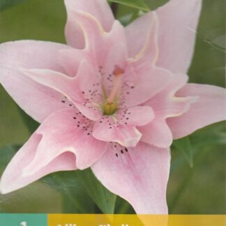 Lilie asijská Elodie (1 cibule, růžová, karta)