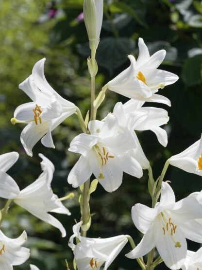 Lilie bělostná (Lilium candidum, 1 cibule, bílá)