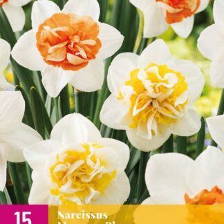 Narcis Macaron Bloss (15 cibulí, plnokvětý, dvoubarevná směs, XXL karta)