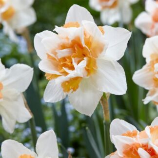 Narcis Replete (plnokvětý, oranžovo-bílý)