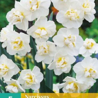 Narcis taceta Sir Winston Churchill (5 cibulí, krémově bílý, karta)