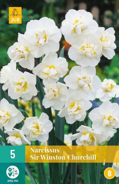 Narcis taceta Sir Winston Churchill (5 cibulí, krémově bílý, karta)