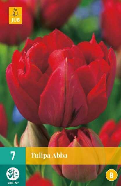 Tulipán Abba (7 cibulí, plnokvětý, krvavě červený, karta)