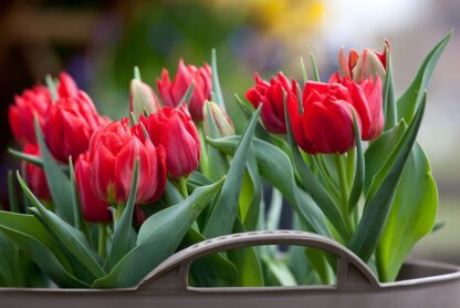 Tulipán Abba (plnokvětý, krvavě červený)