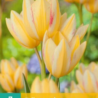 Tulipán Antoinette (7 cibulí, mnohokvětý, bílo-žlutý, karta)