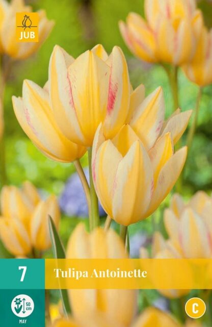 Tulipán Antoinette (7 cibulí, mnohokvětý, bílo-žlutý, karta)