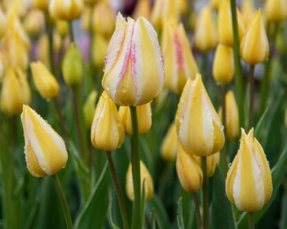 Tulipán Antoinette (mnohokvětý, bílo-žlutý)