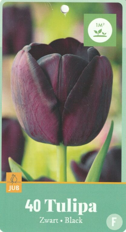 Tulipán Black (40 cibulí, fialovočerný, XXL síťka)