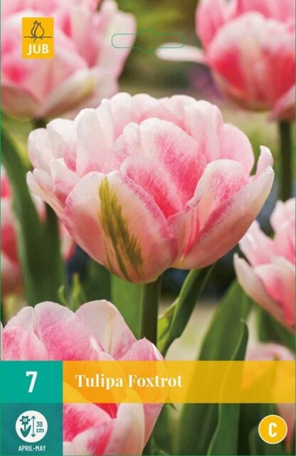 Tulipán Foxtrot (7 cibulí, plnokvětý, růžovo-bílý, karta)