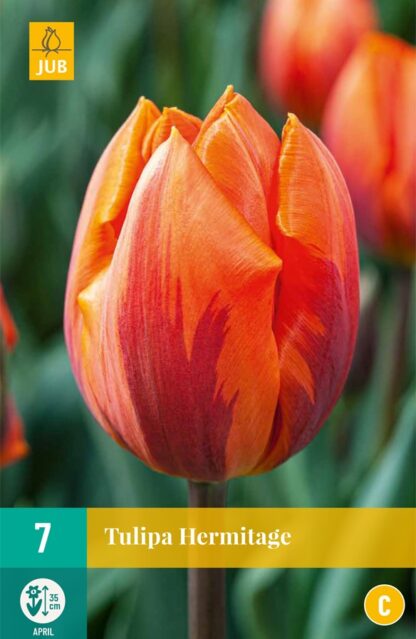 Tulipán Hermitage (7 cibulí, červeno-oranžový, karta)