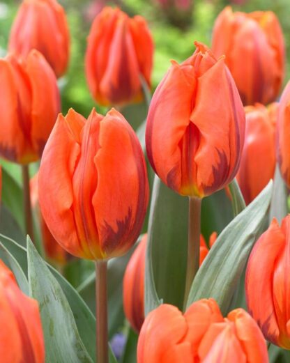 Tulipán Hermitage (červeno-oranžový)