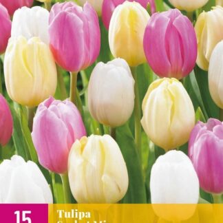 Tulipán Sorbet Mix (15 cibulí, směs, XXL karta)