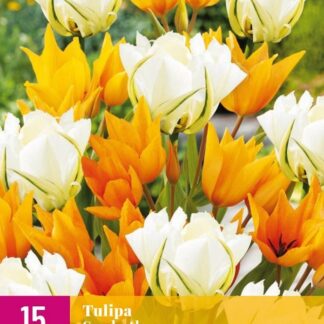 Tulipán Sunbath (15 cibulí, směs, XXL karta)
