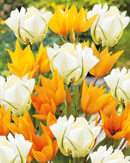 Tulipán Sunbath (směs)