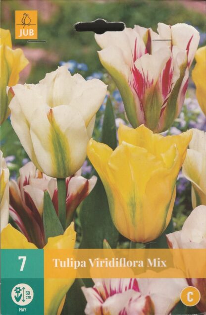 Tulipán zelenokvětý Viridiflora Mix (7 cibulí, směs, karta)