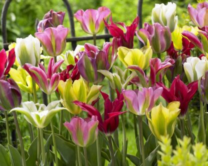 Tulipán zelenokvětý Viridiflora Mix (směs)
