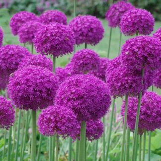 Okrasný česnek Purple Sensation (velkokvětý, fialový)