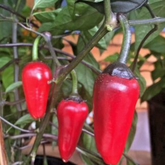 Paprika chilli Atzeco (pálivá, okrasná, zelená-červená)