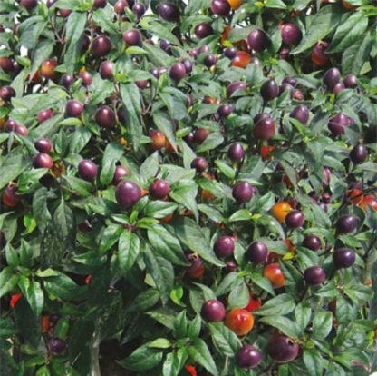 Paprika chilli Cancun (pálivá, třešňová, okrasná, fialová-červenooranžová)