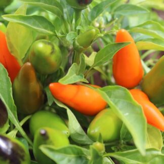 Paprika chilli Foxta (pálivá, okrasná, světlezelená-oranžová, do nádob)