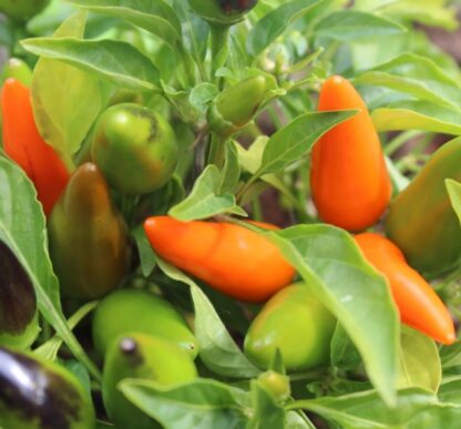 Paprika chilli Foxta (pálivá, okrasná, světlezelená-oranžová, do nádob)