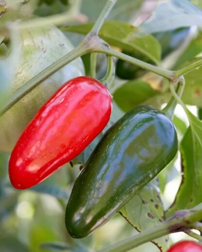 Paprika chilli Jalapeño (mírně pálivá, zelená-červená)