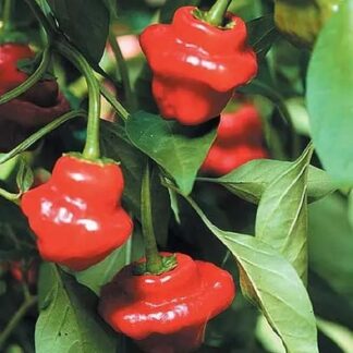 Paprika chilli Jamaican Rosso (pálivá, okrasná, světlezelená-červená)